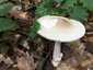 Szürke selyemgomba (Amanita vaginata), Pilis